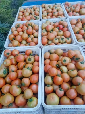 赤峰市水果供應(yīng)商電話號(hào)碼-第1張圖片