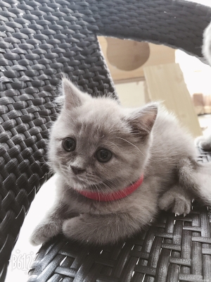 赤峰同城貓舍地址電話多少號(hào)-第1張圖片