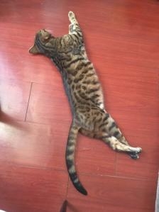 赤峰大奇寵物店地址電話號(hào)碼-第1張圖片