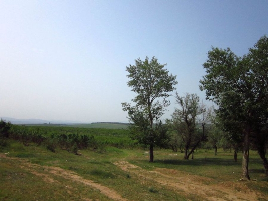 赤峰三眼井采摘柿子電話地址-第1張圖片