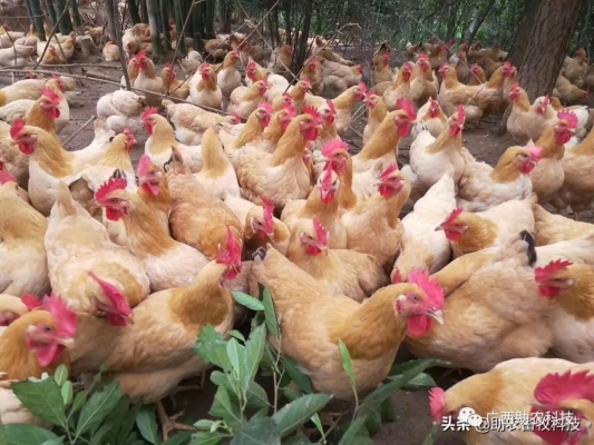 赤峰酵素養(yǎng)雞基地電話號(hào)碼-第1張圖片