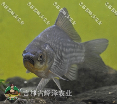 赤峰雷營(yíng)子垂釣基地電話(huà)號(hào)碼-第1張圖片