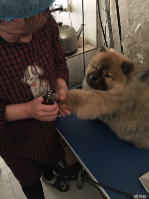 赤峰市種犬場(chǎng)電話號(hào)碼-第1張圖片