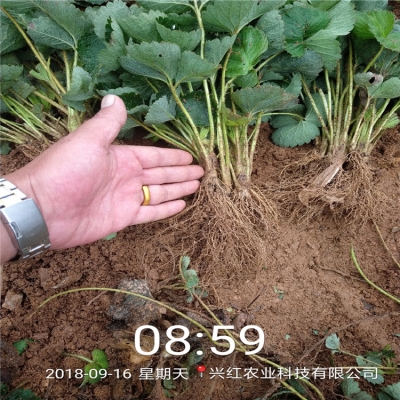 赤峰露天草莓種植基地電話地址-第1張圖片