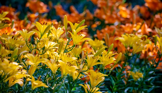 赤峰紅葉谷景區(qū)電話多少號(hào)-第1張圖片