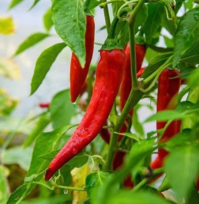 赤峰烏丹辣椒種植基地電話號(hào)碼-第1張圖片