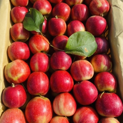 內(nèi)蒙赤峰水果特產(chǎn)是什么-第1張圖片