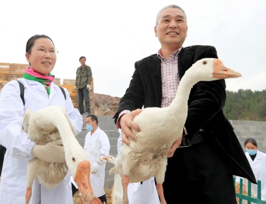 赤峰賣大種鵝的地方電話號碼-第1張圖片