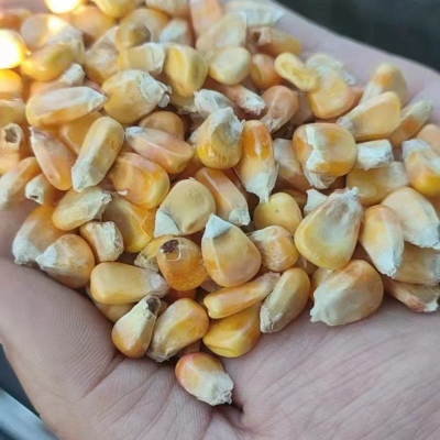 赤峰玉米面包廠家電話號(hào)碼-第1張圖片