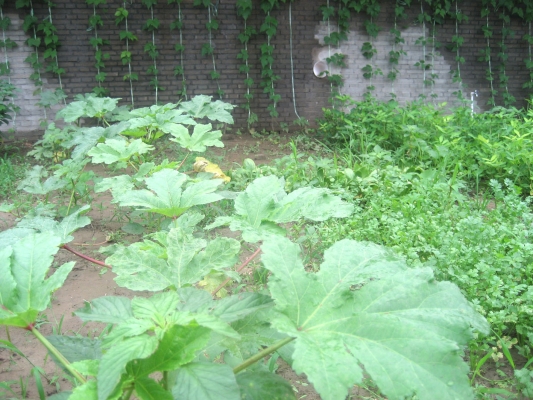 赤峰市求租種菜大棚電話號碼-第1張圖片