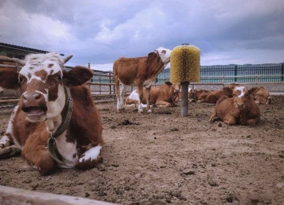 赤峰下洼奶牛廠電話號碼多少-第1張圖片