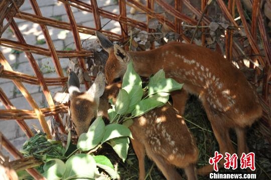 赤峰牧隆養(yǎng)殖廠電話(huà)地址查詢(xún)-第1張圖片