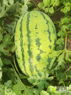 內(nèi)蒙古赤峰生鮮超市電話(huà)號(hào)碼-第1張圖片