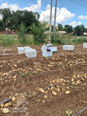 赤峰土豆收購站電話號碼查詢-第1張圖片