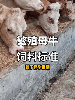 赤峰市母牛飼料廠電話號碼-第1張圖片