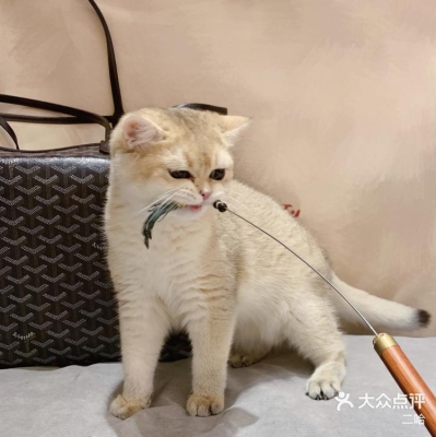 赤峰市小樣寵物店電話號碼-第1張圖片