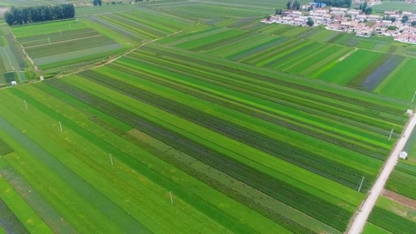 赤峰種植辣根基地電話號(hào)碼-第1張圖片