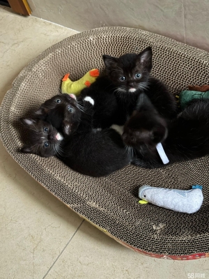 內(nèi)蒙古赤峰領(lǐng)養(yǎng)貓咪電話號碼-第1張圖片