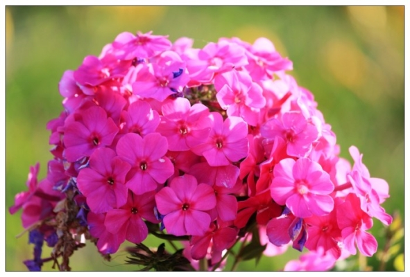 赤峰免點花生產(chǎn)商電話號碼-第1張圖片