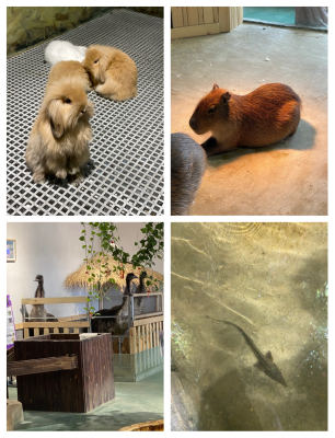 赤峰市賣(mài)狗肉的地方電話(huà)號(hào)碼-第1張圖片