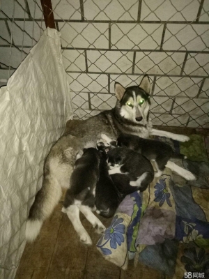 赤峰同城找狗電話多少啊-第1張圖片