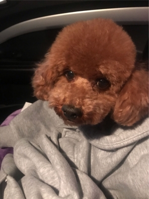 赤峰寵物店出租電話多少號-第1張圖片