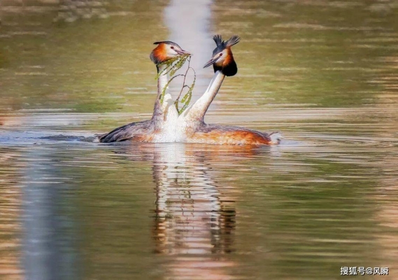 赤峰紅嘴鴨苗基地電話多少號-第1張圖片