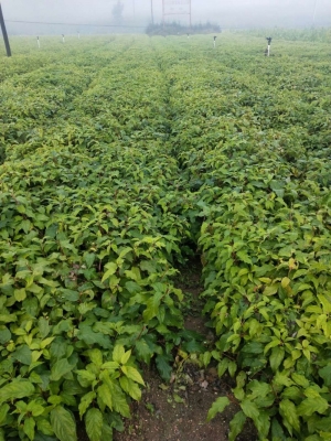 赤峰軟棗子苗專賣店電話號碼-第1張圖片