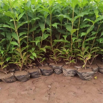 赤峰回收苗木電話多少號碼-第1張圖片