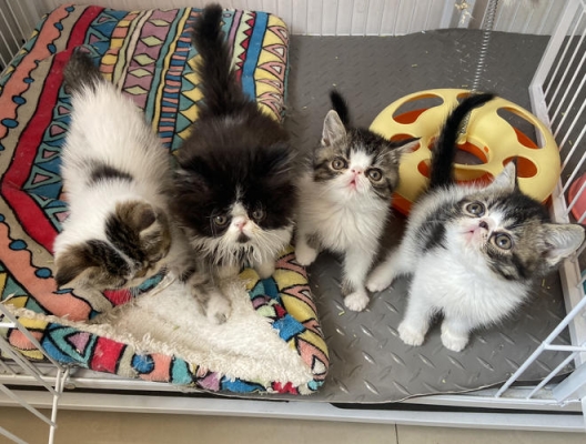 赤峰狗狗代買店電話號碼多少-第1張圖片