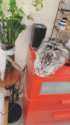 赤峰尋找虎斑貓電話號碼查詢-第1張圖片