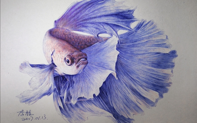 赤峰市斗魚專賣店電話號(hào)碼-第1張圖片