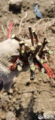 赤峰葡萄苗基地電話號(hào)碼查詢-第1張圖片