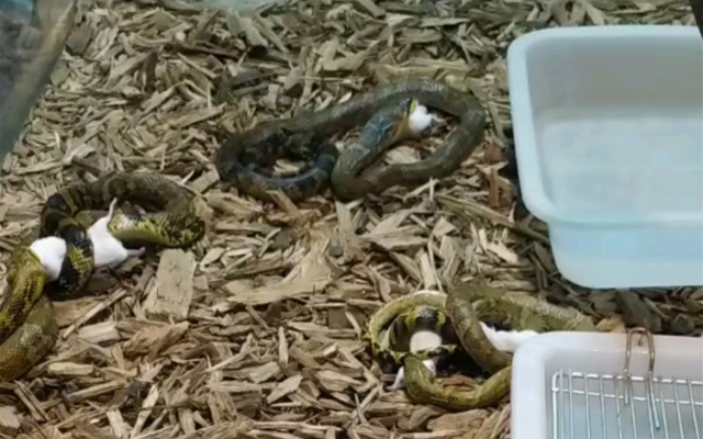 赤峰寵物錦蛇養(yǎng)殖廠電話號碼-第1張圖片