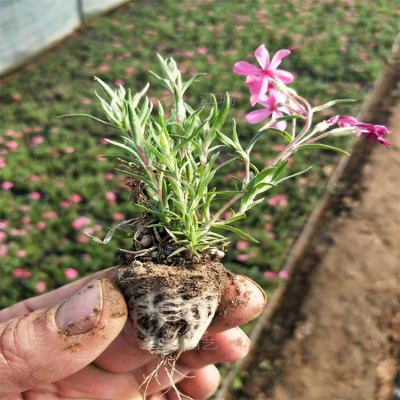 芝櫻花苗價格查詢-第1張圖片