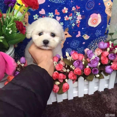 赤峰比熊寵物店地址電話號碼-第1張圖片