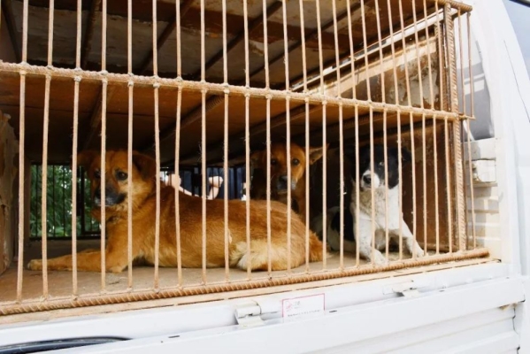 赤峰市狗狗店電話多少號(hào)-第1張圖片