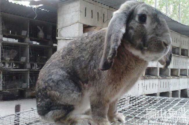 赤峰兔業(yè)養(yǎng)殖場(chǎng)地址電話號(hào)碼-第1張圖片