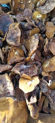 赤峰吊爐批發(fā)電話號碼多少-第1張圖片