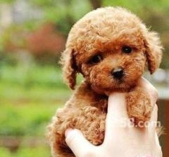 赤峰收狗的電話聯(lián)系方式是多少-第1張圖片