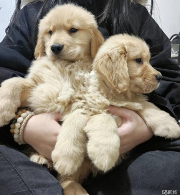 赤峰買狗金毛的地方電話號碼-第1張圖片