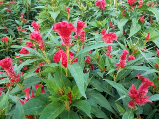 赤峰花盆二手市場(chǎng)電話號(hào)碼-第1張圖片