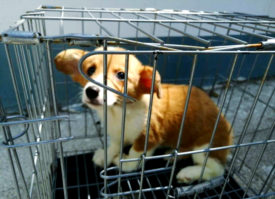 赤峰柯基賣家電話多少號(hào)-第1張圖片