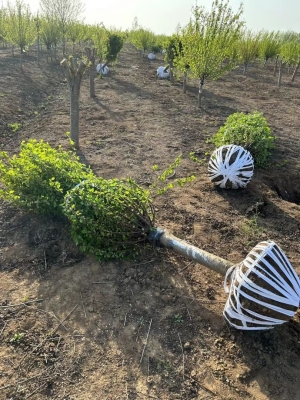 赤峰榆葉梅苗木批發(fā)電話號(hào)碼-第1張圖片