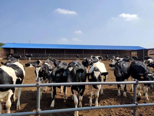 赤峰冷棚架子制造廠電話號(hào)碼-第1張圖片