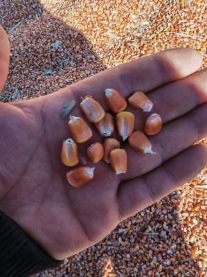 赤峰林西瓜果種植戶電話號碼-第1張圖片