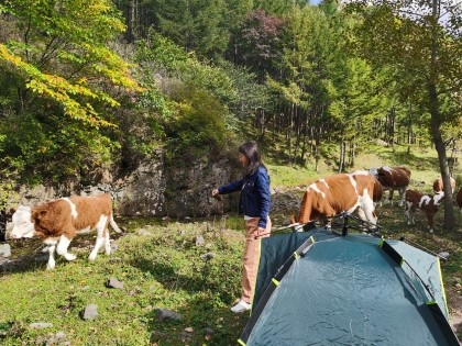 赤峰到大慶客車電話多少-第1張圖片