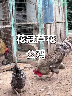 赤峰蘆花大公雞飯店電話號(hào)碼-第1張圖片