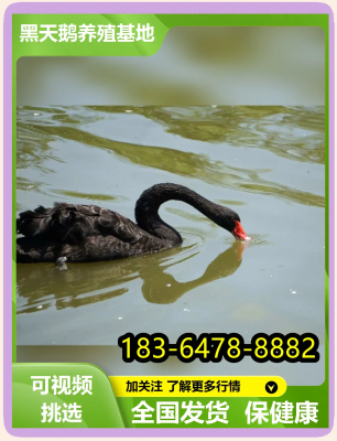 赤峰養(yǎng)殖黑天鵝基地電話號碼-第1張圖片