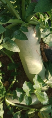 赤峰疏菜烘干廠電話多少號(hào)-第1張圖片